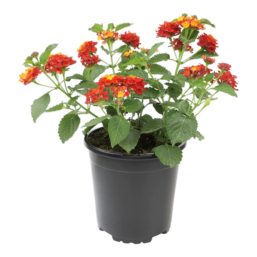 Antana Camara plant, Antana Camara for sale, Buy Antana Camara online, Buy Shrub Verbena Online, Outdoor Antana Camara